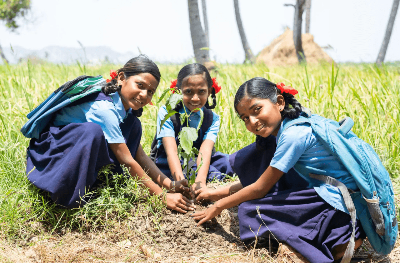 Tree Plantation